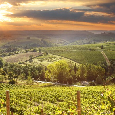 Vinrejse til Alsace og Toscana med Historiske Rejser og Løves Vinrejser